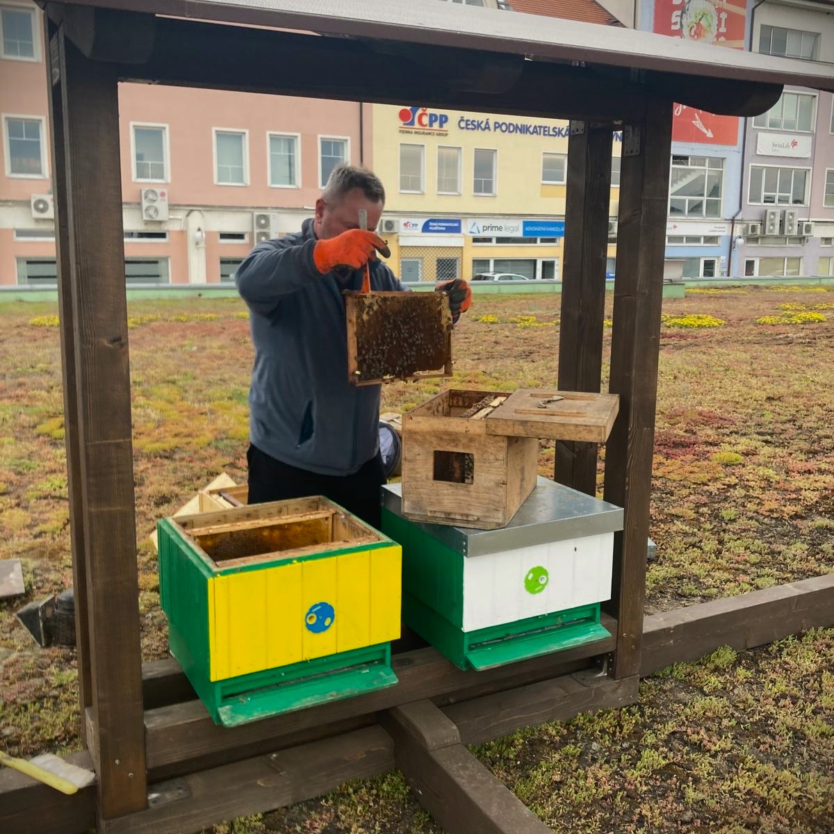 VČELY NA STŘEŠE V PLZNI