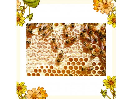 včelstva