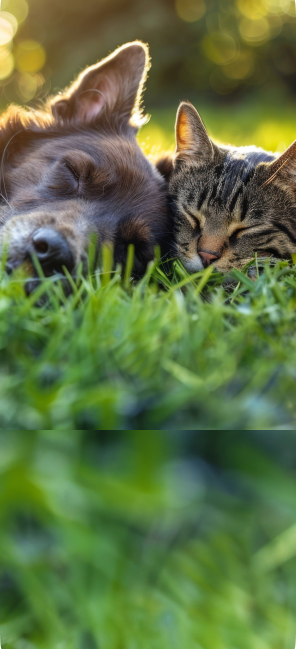 Podpora útulku i bez plného košíku