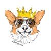 corgi