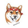 shiba