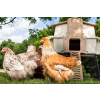 ultimate chicken coop 2
