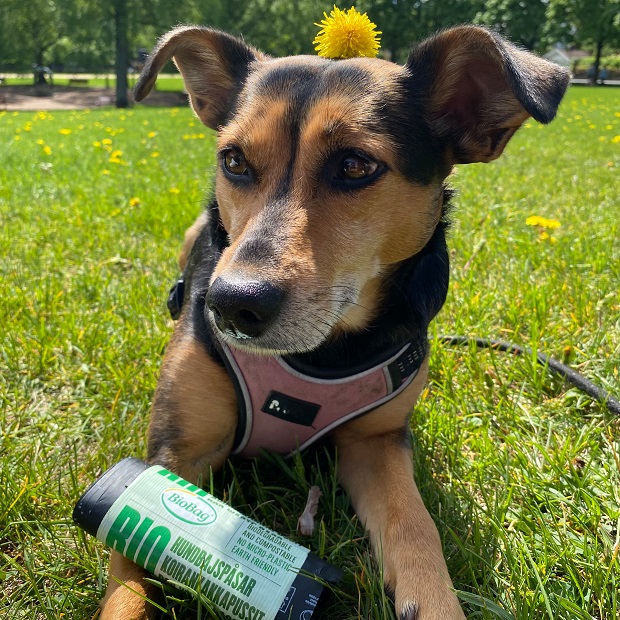 Kompostovatelné sáčky na psí exkrementy