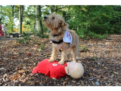 První pomoc u psů - 26.4.2026