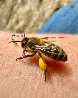 To je něco! 🥳 Včelky už nosí první pyl. To je sice standart, ale vidíš, jak dokonale si to na ty nožičky nabalí? To je...