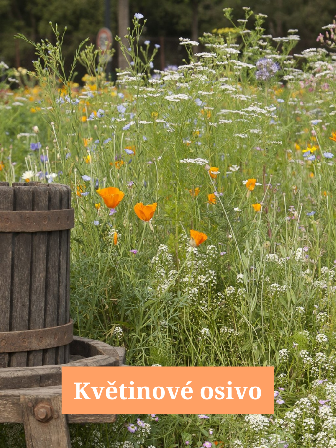 Směs květinového osiva pro květinovou louku
