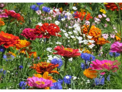 [MP08353] Cueillette Estivale