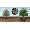 TERRACOTTEM arbol 20250415 full