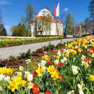V Miroslavi je jaro v plném proudu.. mechanizovaná výsadba cibulovin je nenáročná na údržbu a vskutku dodá jaru ten...