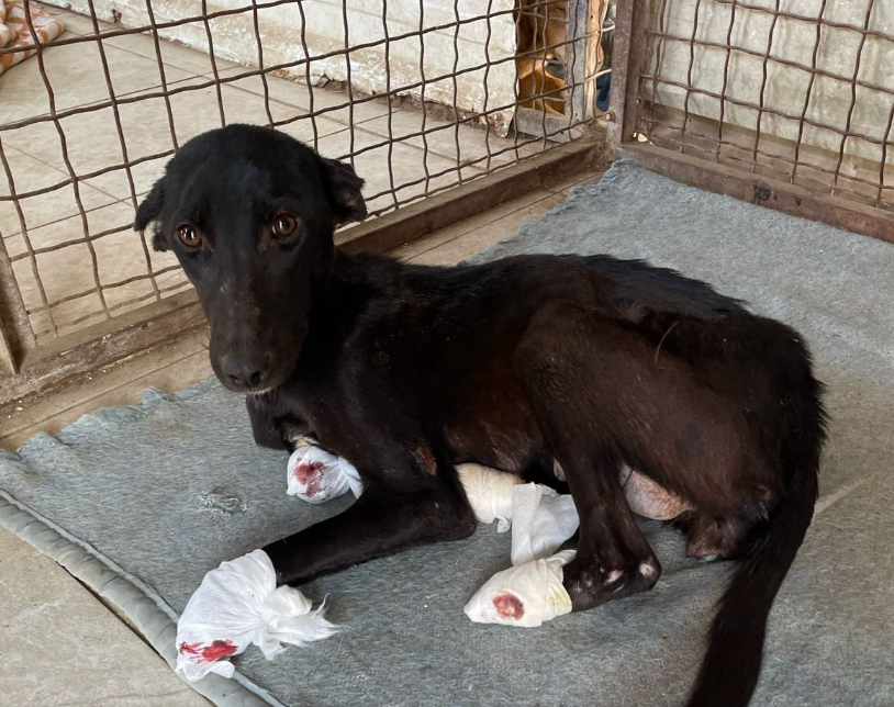 female dog found in Cairo_support by chemweld