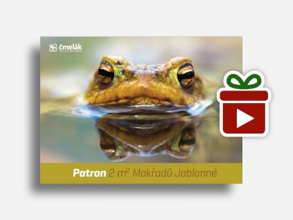 Náhled mockup Žába