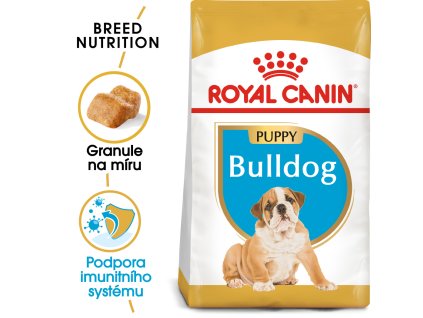 1 bulldog puppy