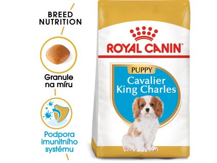1 cavalier king charles puppy