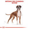 2 boxer adult