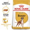 1 boxer adult