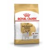 8 jack russell adult