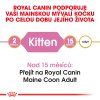 3 maine coon kitten