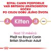 2 british shorthair kitten