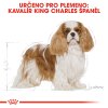 2 cavalier king charles adult