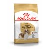 8 cavalier king charles adult