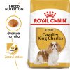 1 cavalier king charles adult