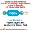 3 cavalier king charles puppy