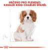 6 cavalier king charles puppy