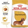 1 dachshund adult