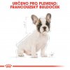 5 french bulldog puppy