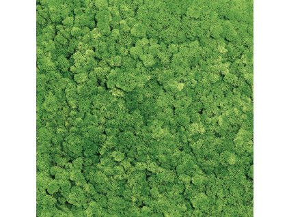 DIAMOND Sparkle Cladonia 60x60 mech.jpg