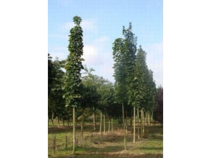 Acer campestre 'Lienco'