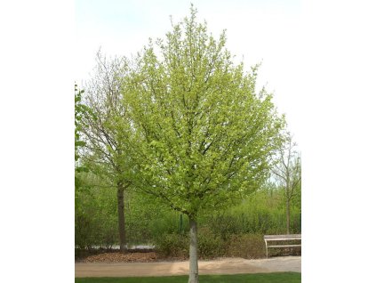 Acer campestre 'Elsrijk'