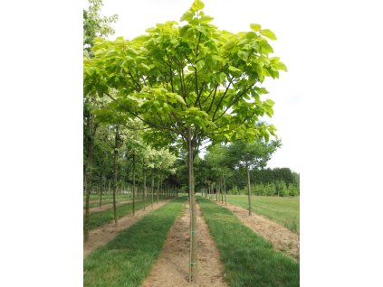 catalpa bignonioides aurea