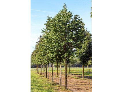 cercidiphyllum japonicum