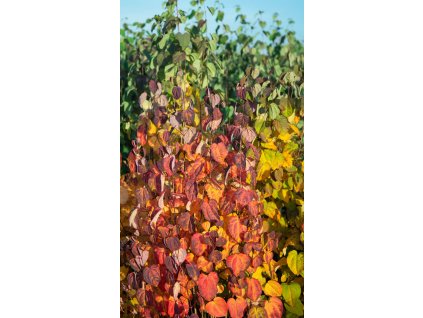 cercidiphyllum japonicum2