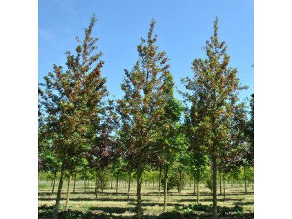 Acer campestre 'Red shine'