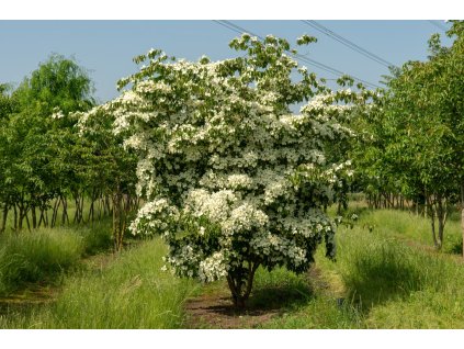 cornus kousa