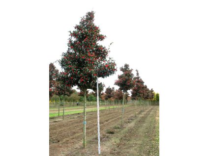 crataegus x lavalleei carrierei