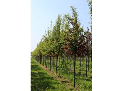 crataegus x media pauls scarlet