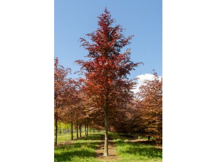 fagus sylvatica atropunicea