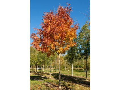 fraxinus americana autumn purple