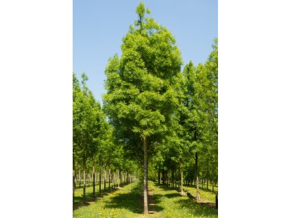 fraxinus angustifolia raywood