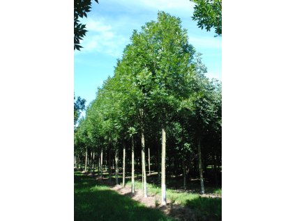 fraxinus excelsior altena