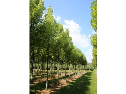 fraxinus excelsior jaspidea