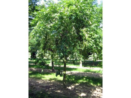 fraxinus excelsior pendula