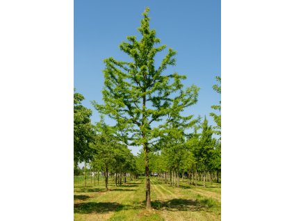 gleditsia triacanthos f inermis