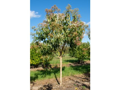 heptacodium miconioides