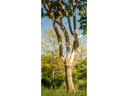 heptacodium miconioides3