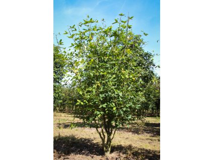 laburnum x watereri vossii1