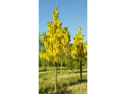 laburnum x watereri vossii2
